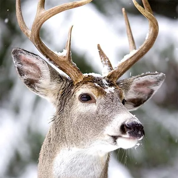 Charity Christmas Cards 6 pack Deer Stag